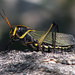 Lubber Grasshoppers - Photo (c) Katja Schulz, some rights reserved (CC BY)