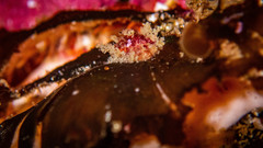 Fissurella mutabilis