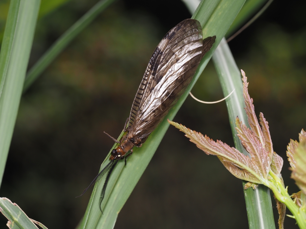 Neochauliodes fraternus