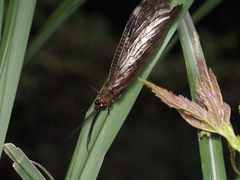 Neochauliodes fraternus