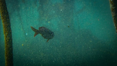 Boopsoidea inornata