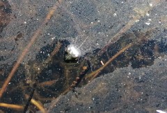 Microbatrachella capensis