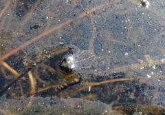 Microbatrachella capensis