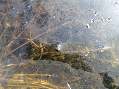 Microbatrachella capensis
