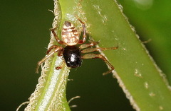 Lysiteles