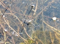 Microbatrachella capensis