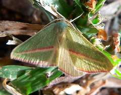 Chlorerythra rubriplaga
