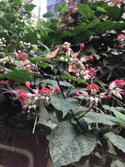 Clerodendrum