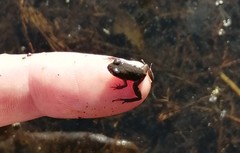 Microbatrachella capensis