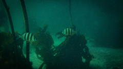 Diplodus hottentotus