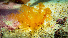 Thyone aurea
