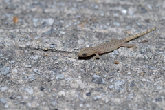 Hemiphyllodactylus hongkongensis