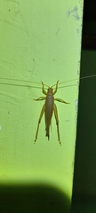 Orthoptera