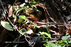 Eutropis multifasciata