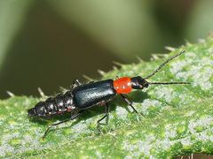 Carphurus cyanopterus