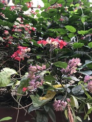 Clerodendrum