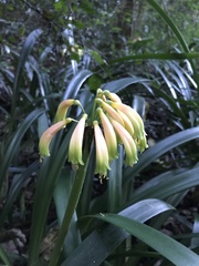 Clivia gardenii