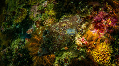 Pyura stolonifera