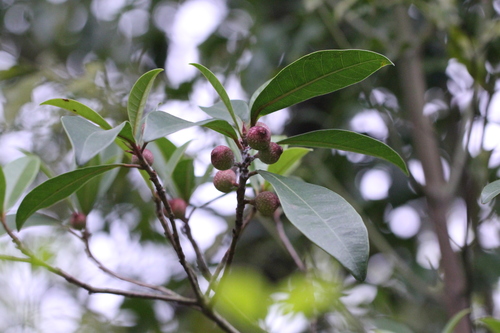 Image of Ficus variolosa by no rights reserved