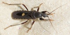Ectomocoris atrox