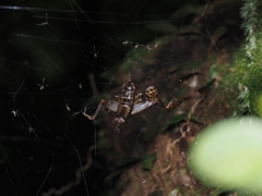 Duolandrevus coulonianus