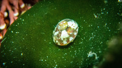 Gibbula multicolor