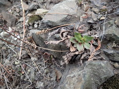 Plantago camtschatica
