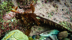 Clinus superciliosus