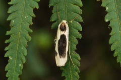 Thysanoptyx incurvata