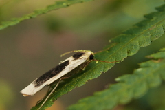 Thysanoptyx incurvata