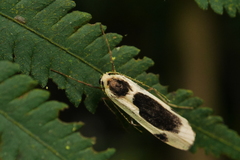 Thysanoptyx incurvata