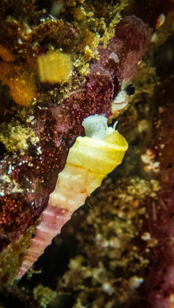 Turritella carinifera