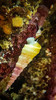 Turritella carinifera - Photo (c) Jason Lee Boswell, some rights reserved (CC BY-NC), uploaded by Jason Lee Boswell