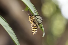Amata grotei