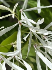 Chionanthus