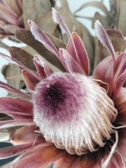 Protea × hybrida