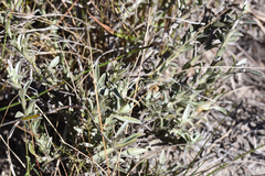 Achyranthemum affine