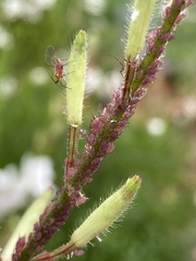 Macrosiphum gaurae