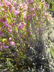 Erica ferrea