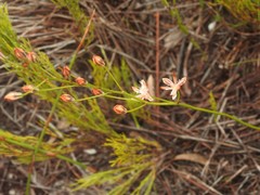 Eriospermum schlechteri
