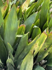 Aspidistra elatior