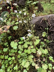 Romanzoffia sitchensis