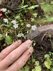 Romanzoffia sitchensis