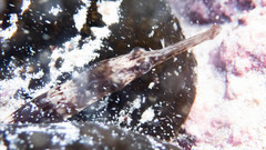 Syngnathus temminckii