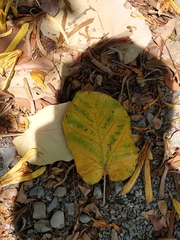 Pterospermum acerifolium