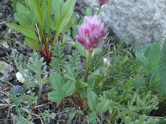 Trifolium parryi