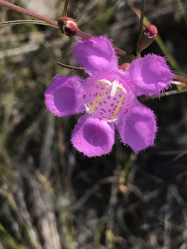 Coastal plain false foxglove (Agalinis harperi)