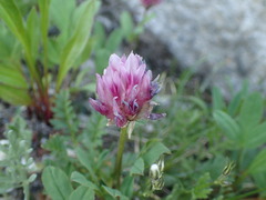 Trifolium parryi