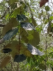 Pterospermum acerifolium