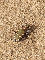 Cicindela soluta